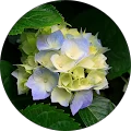 Wendy Baillie